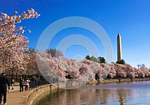 Cherry blossoms in Washington DC around tidal basin