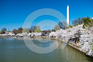 Cherry blossoms in Washington DC. Traditional spring festival of Japanese cherry blossoms. Tidal Basin and Washington Monument