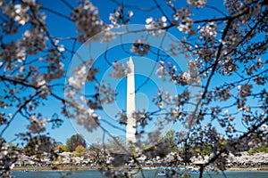 Cherry blossoms in Washington DC. Traditional spring festival of Japanese cherry blossoms. Tidal Basin and Washington Monument