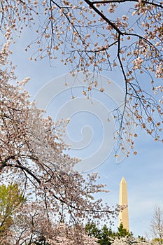 Cherry Blossoms and Washington Monument