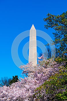 Cherry blossoms and the Washington Monument against a blue sky