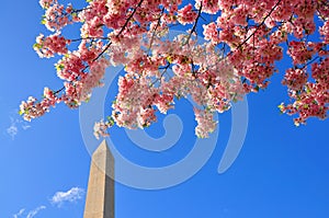 Cherry blossoms photo