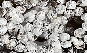 cherry blossoms on the water surface