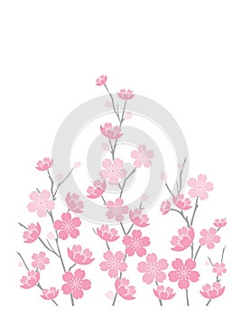 Cherry Blossoms On White