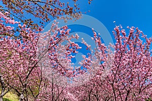 Cherry Blossoms in Wuling Farm