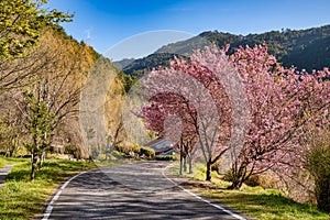 Cherry Blossoms in Wuling Farm, Taichung, Taiwan