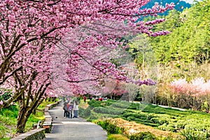 Cherry Blossoms in Wuling Farm, Taichung, Taiwan