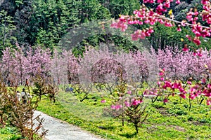 Cherry Blossoms in Wuling Farm, Taichung, Taiwan