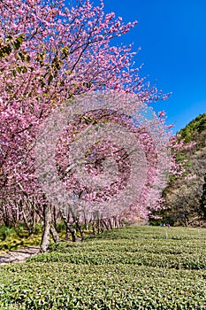 Cherry Blossoms in Wuling Farm, Taichung, Taiwan