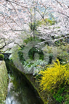 Cherry Blossoms and Yellow Blossoms on Philosopher`s Walk, or Tetsugaku-no-Michi, Kyoto