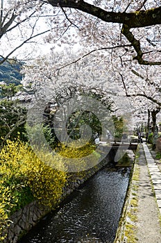 Cherry Blossoms and Yellow Blossoms on Philosopher`s Walk, or Tetsugaku-no-Michi, Kyoto photo