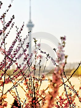 Cherry blossoms in Yuyuantan