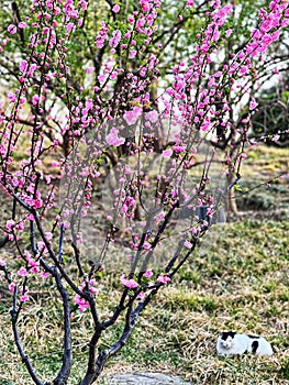 Cherry blossoms in Yuyuantan
