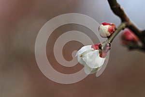 Cherry blossomsï¼ˆCerasus sp.ï¼‰