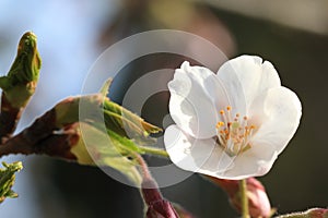 Cherry blossomsï¼ˆCerasus sp.ï¼‰