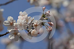 Cherry blossomsï¼ˆCerasus sp.ï¼‰