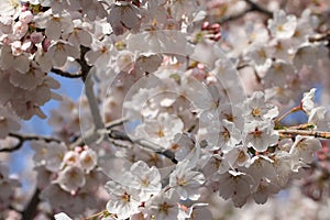 Cherry blossomsï¼ˆCerasus sp.ï¼‰