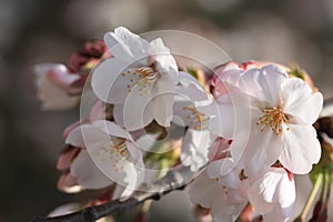 Cherry blossomsï¼ˆCerasus sp.ï¼‰