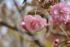 Cherry blossomsï¼ˆCerasus sp.ï¼‰