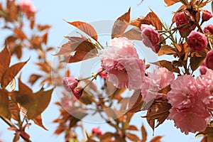 Cherry blossomsï¼ˆCerasus sp.ï¼‰