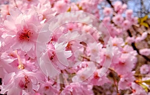 Cherry Blosson, Umedadai Ryokuchi Park, Kiryu Lake ,Gunma prefecture