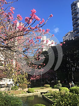Cherry blossons trees at Curitiba, ParanÃÂ¡, Brasil. photo