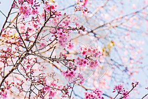 Cherry Blossum Flowers at Chiangmai Province