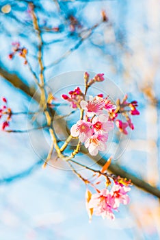 Cherry Blossum Flowers at Chiangmai Province