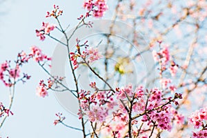 Cherry Blossum Flowers at Chiangmai Province