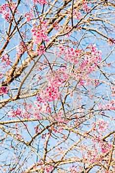 Cherry Blossum Flowers at Chiangmai Province