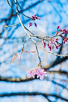 Cherry Blossum Flowers at Chiangmai Province