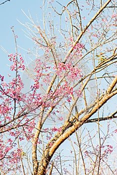 Cherry Blossum Flowers at Chiangmai Province