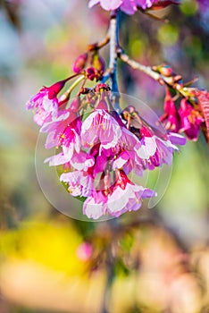 Cherry Blossum Flowers at Chiangmai Province
