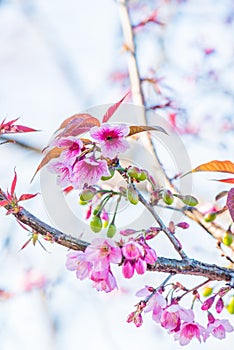 Cherry Blossum Flowers at Chiangmai Province