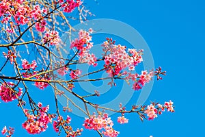 Cherry Blossum Flowers at Chiangmai Province