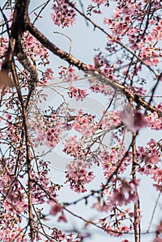 Cherry Blossum Park at Chiangmai Province