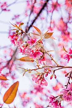 Cherry Blossum Park at Chiangmai Province