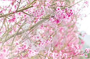 Cherry blossum, Sakura