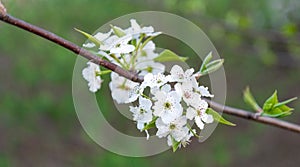 cherry blossum on tree branch