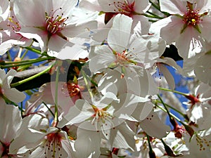 Cherry Blossums