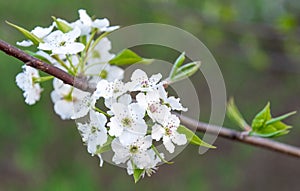 Cherry blossums on branch in forest