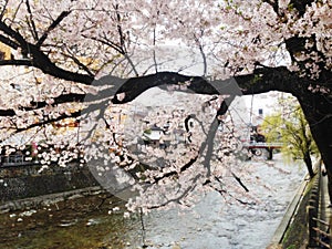 Cherry bossom bloom in Japan
