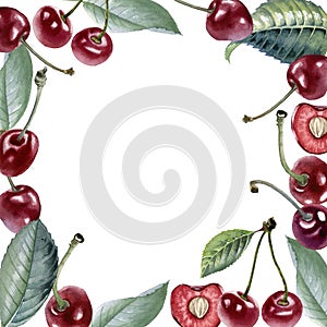 Cherry. Botanical watercolor illustration of cherry berry.