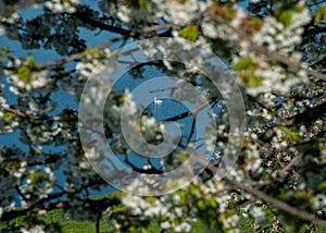 Cherry boughs spring