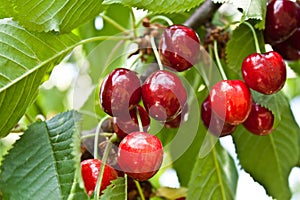 Cherry Branch