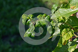 Cherry branch affected by a pest  curling leaves  aphid infestation