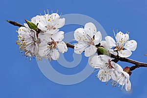 Cherry branch in bloom