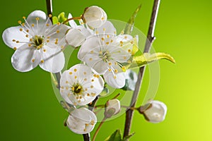 Cherry Branch with Blooming Flowers