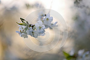 Cherry branch blooming with white small flowers