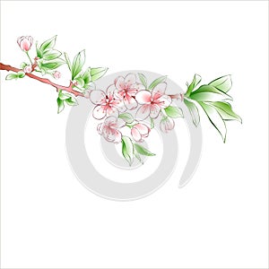 Cherry branch blossom on white background. Pink flowers. Spring